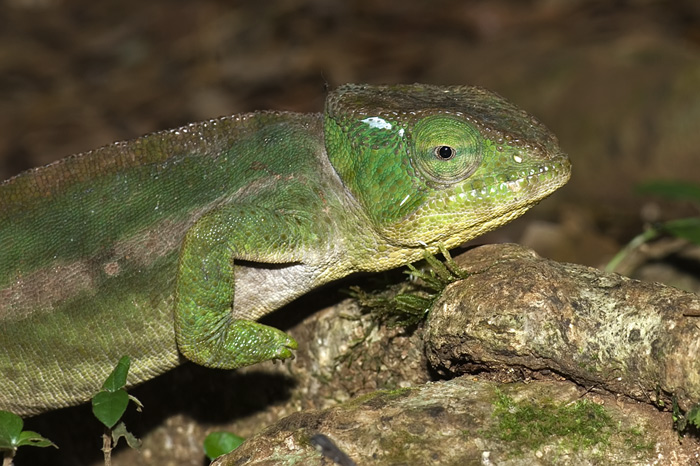 Chamäleon in der Montagne d'Ambre