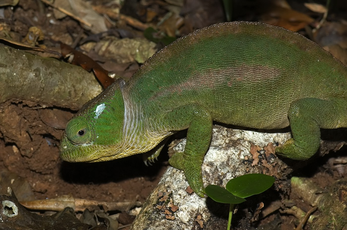 Chamäleon in der Montagne d'Ambre