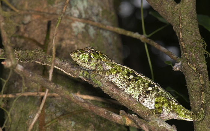 Chamäleon in der Montagne d'Ambre