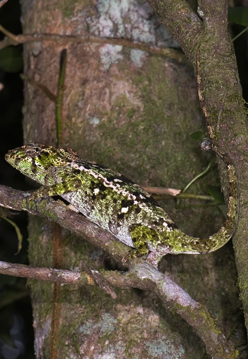 Chamäleon in der Montagne d'Ambre