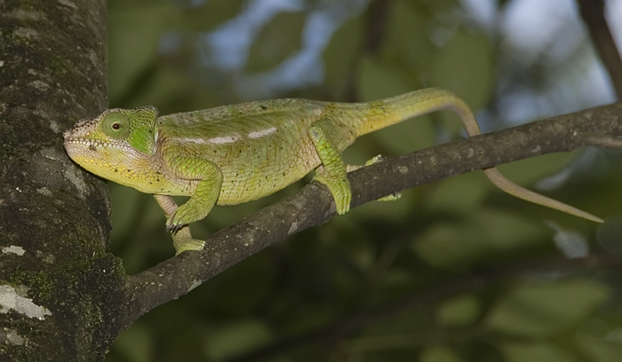 Chamäleon in Madagaskar