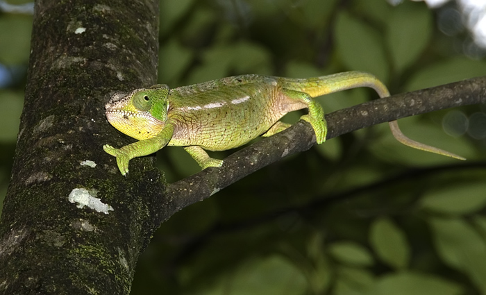 Chamäleon in Madagaskar