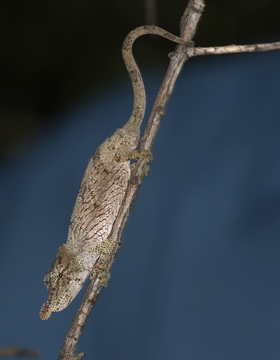 Chamäleon in Madagaskar