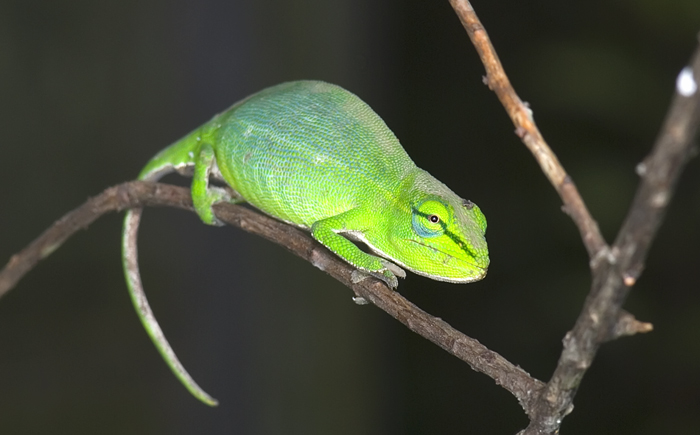 Chamäleon in Madagaskar