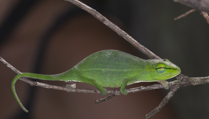 Chamäleon in Madagaskar