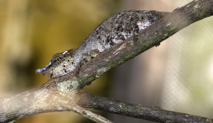 Chamäleon in Madagaskar