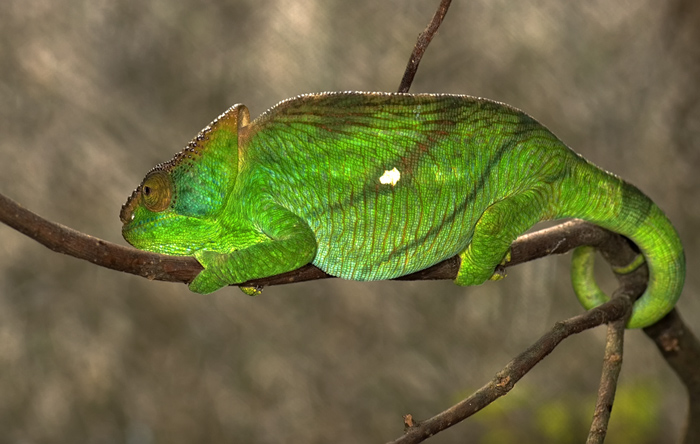 Chamäleon in Madagaskar