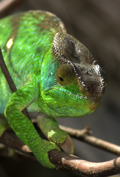 Chamäleon in Madagaskar