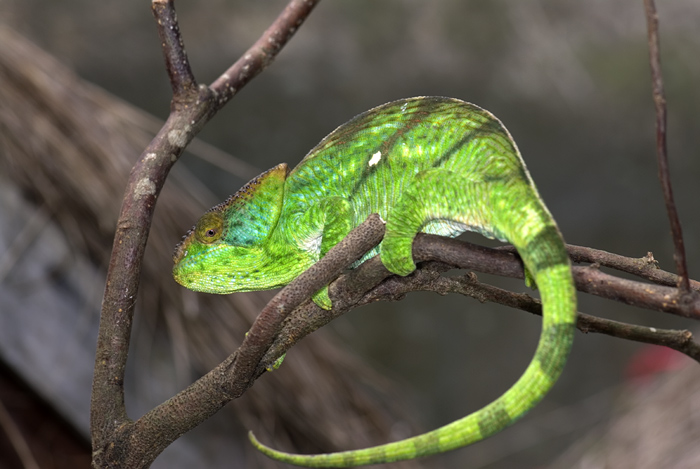 Chamäleon in Madagaskar