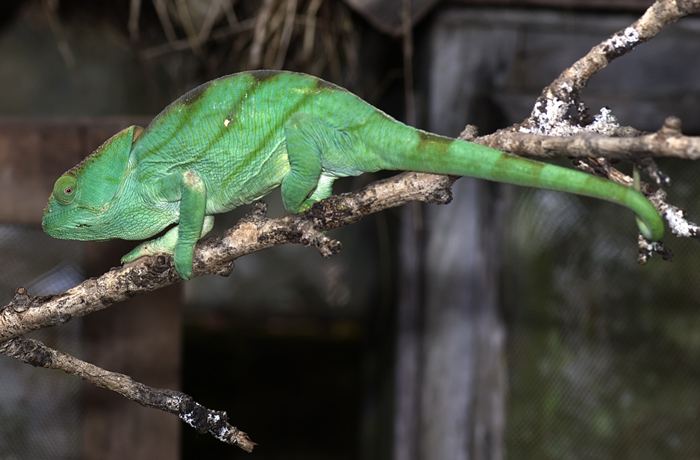 Chamäleon in Madagaskar