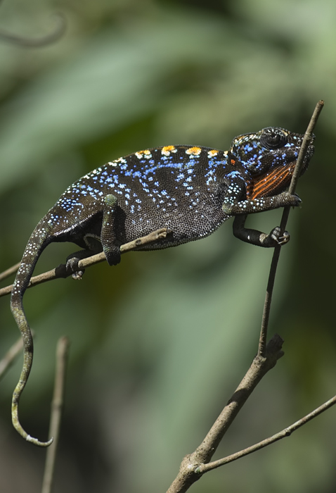 Chamäleon in Madagaskar