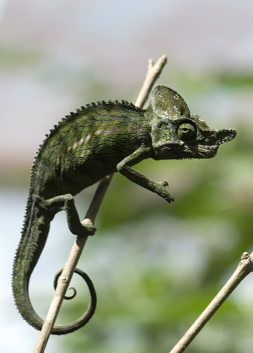 Chamäleon in Madagaskar