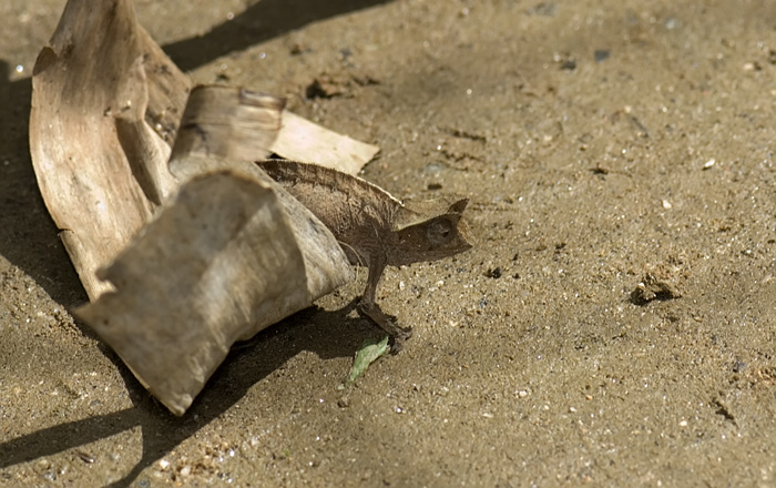 Brookesia