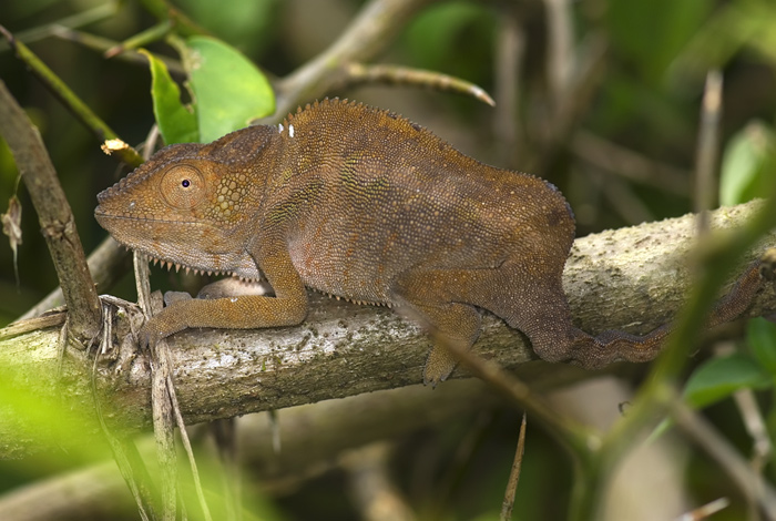 Chamäleon in Madagaskar