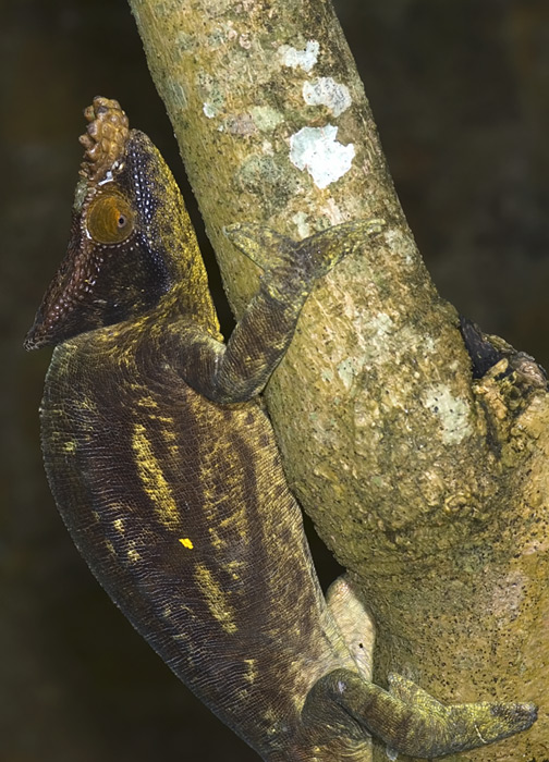 Chamäleon in Madagaskar