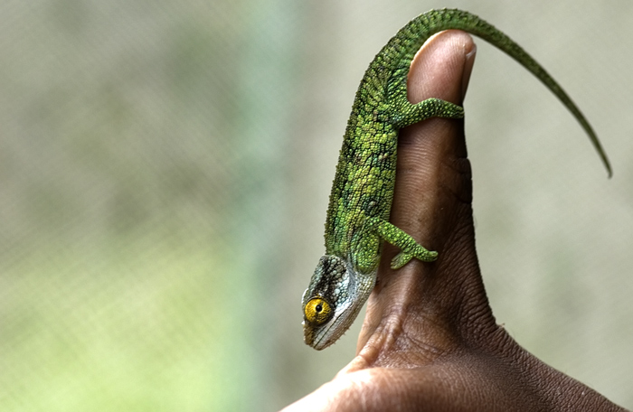 Chamäleon in Madagaskar