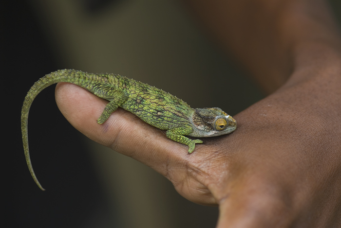 Chamäleon in Madagaskar