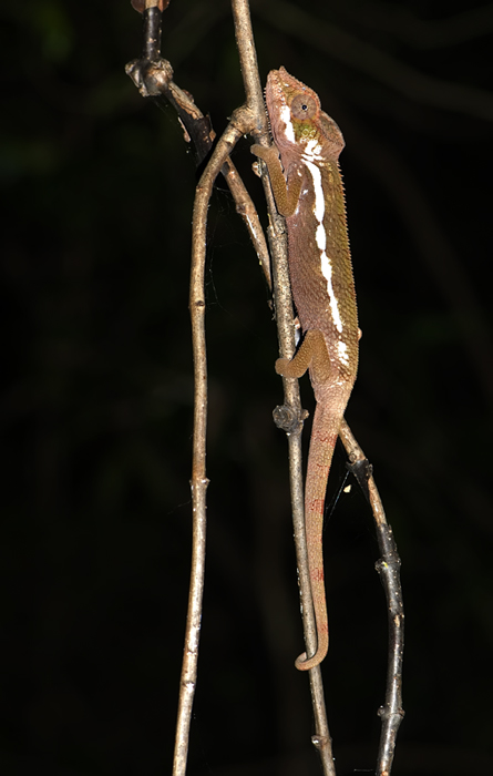 Wir haben dich entdeckt (Furcifer Pardalis Weibchen)