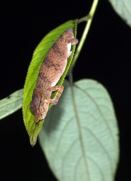 Chamäleon in Andasibe Madagaskar