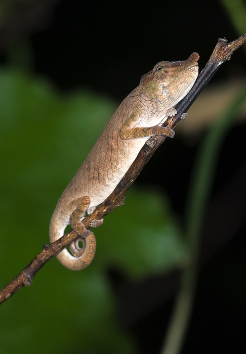 Chamäleon in Andasibe Madagaskar