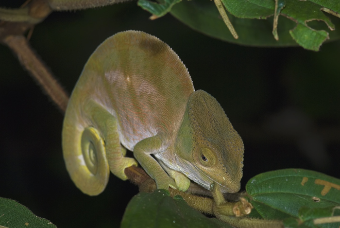 Chamäleon in Andasibe Madagaskar