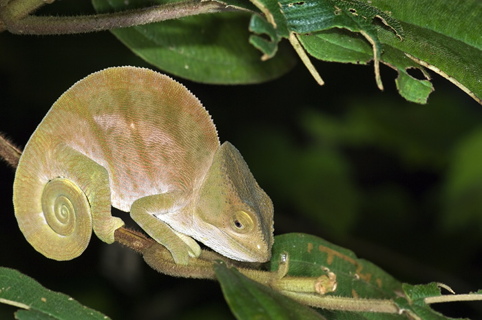 Chamäleon in Andasibe Madagaskar