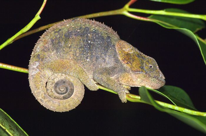 Chamäleon in Andasibe Madagaskar