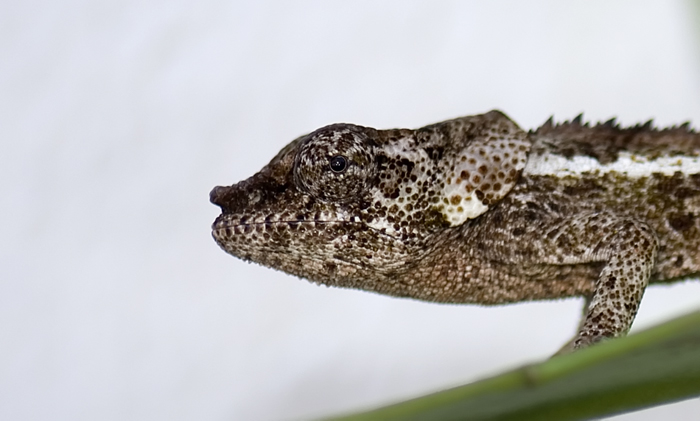 Chamäleon in Andasibe Madagaskar