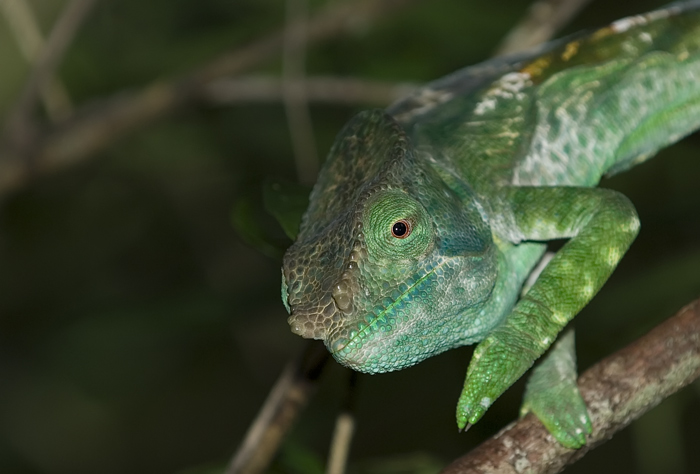 Chamäleon in Andasibe Madagaskar