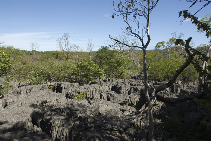 Madagaskar, Ankarana, Tsingis