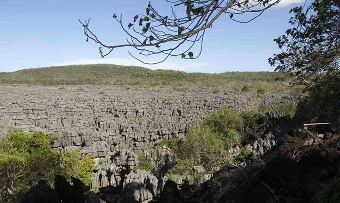 Tsingis in Ankarana