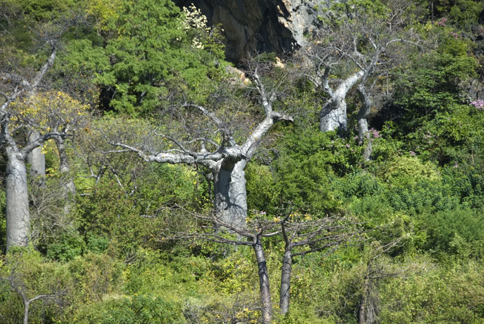 Wunderschöne Baobab