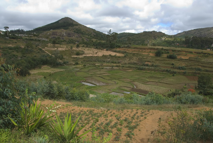 Reisfelder Madagaskar