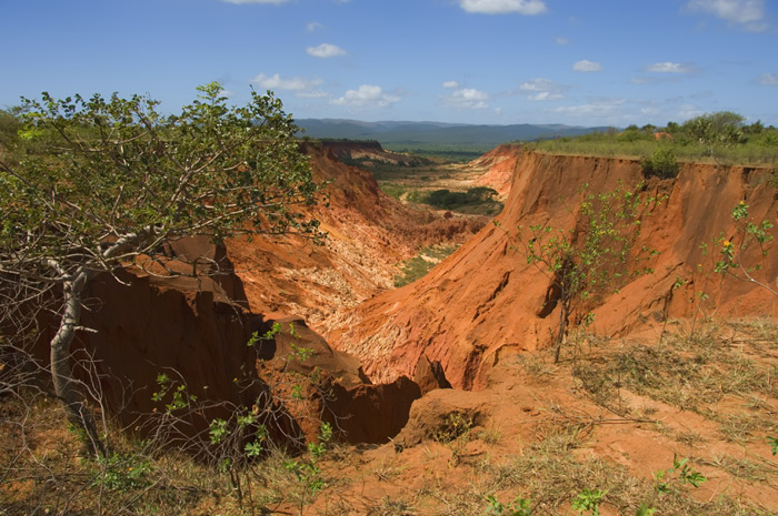 Rote Tsingis Madagaskar