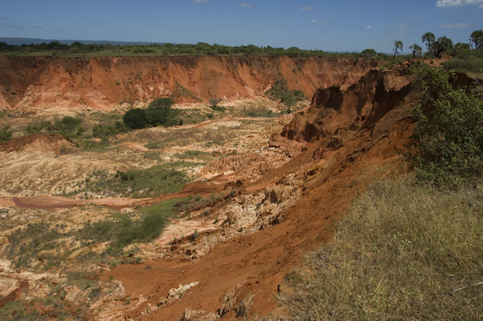 Rote Tsingis Madagaskar