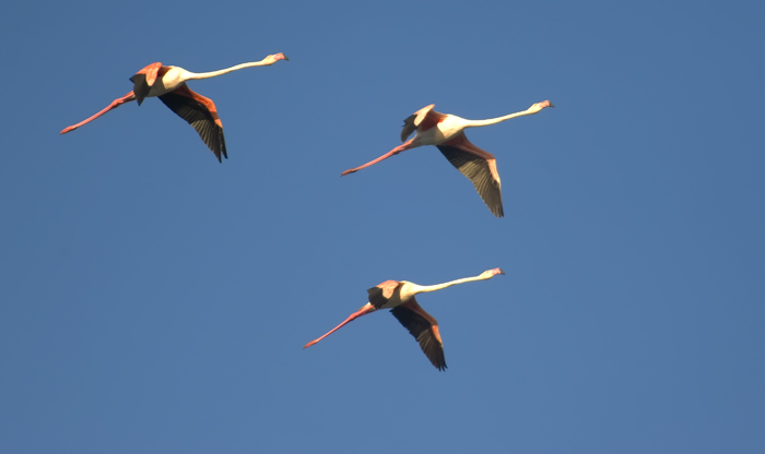 Flamingos Camarque Frankreich