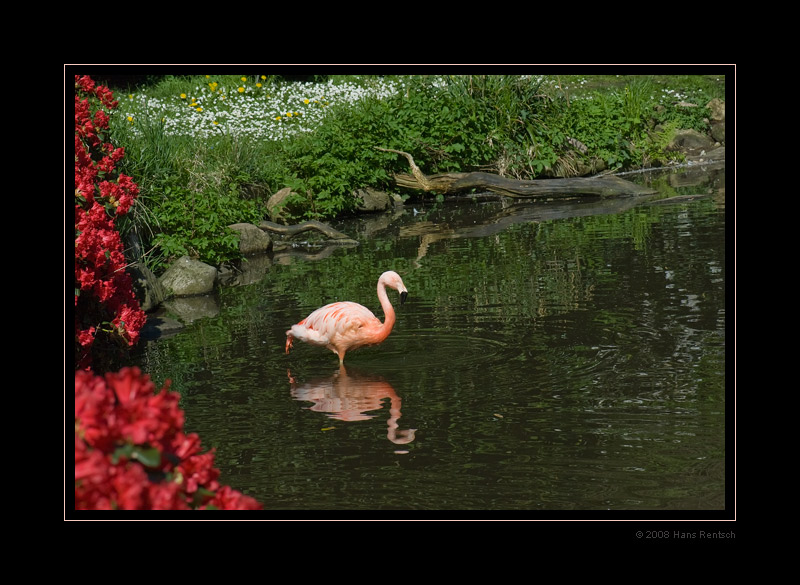 Flamingos