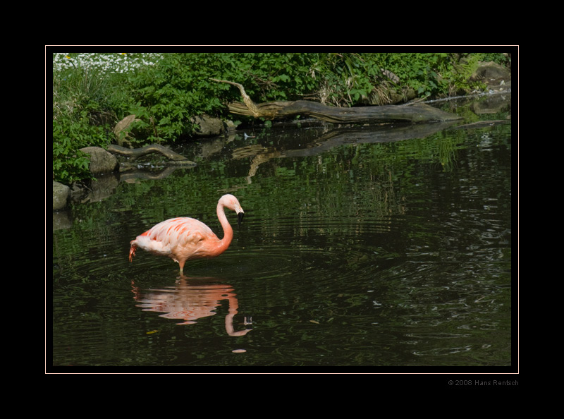 Flamingos