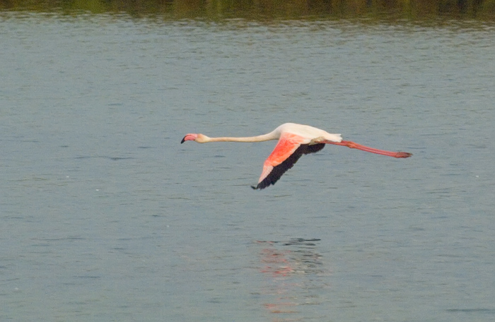 Flamingos Camarque Frankreich