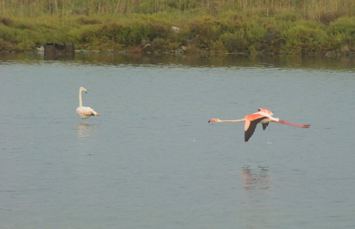 Flamingos Camarque Frankreich