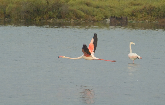 Flamingos Camarque Frankreich