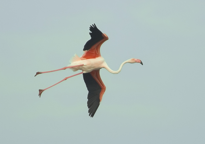 Flamingo im Landeanflug