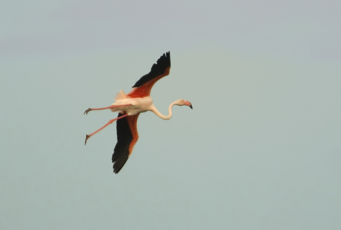 Flamingo im Landeanflug