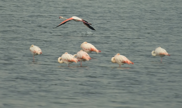 Flamingos Camarque Frankreich