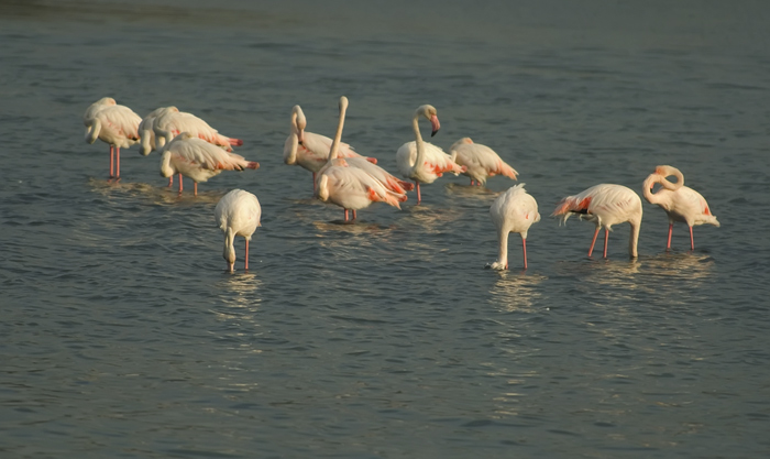 Flamingos Camarque Frankreich