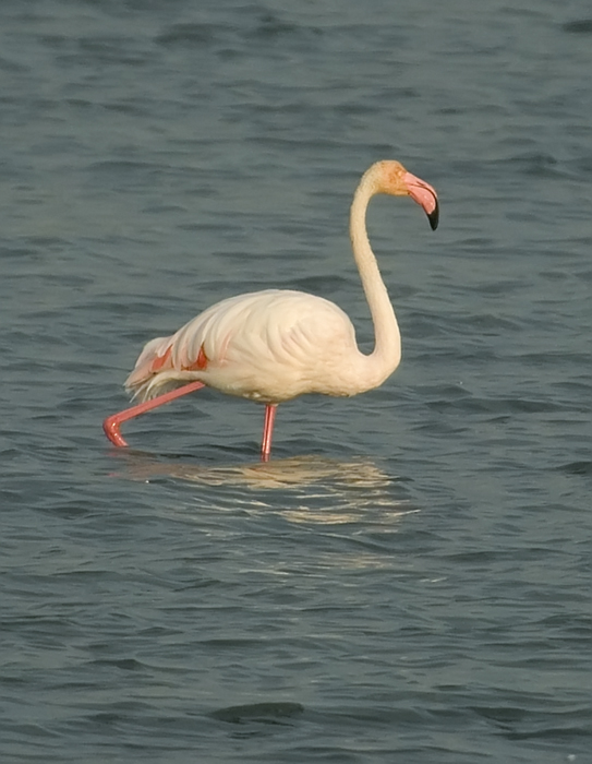 Flamingos Camarque Frankreich