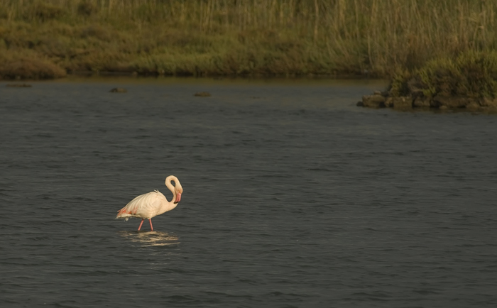 Flamingos Camarque Frankreich