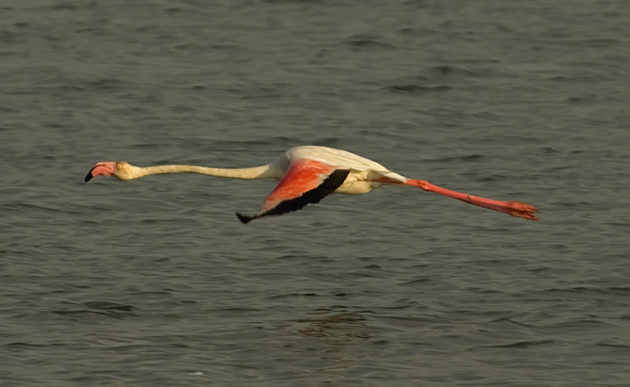 Flamingos Camarque Frankreich