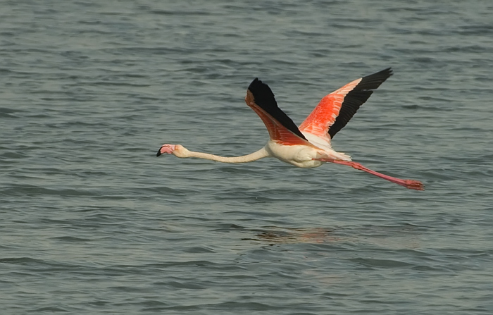 Flamingos Camarque Frankreich