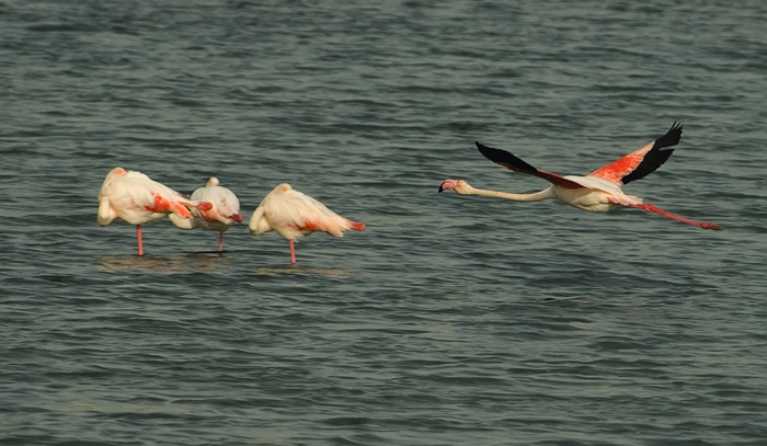 Flamingos Camarque Frankreich